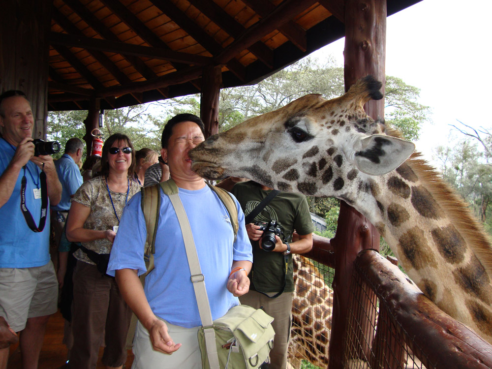 Giraffe-Kiss