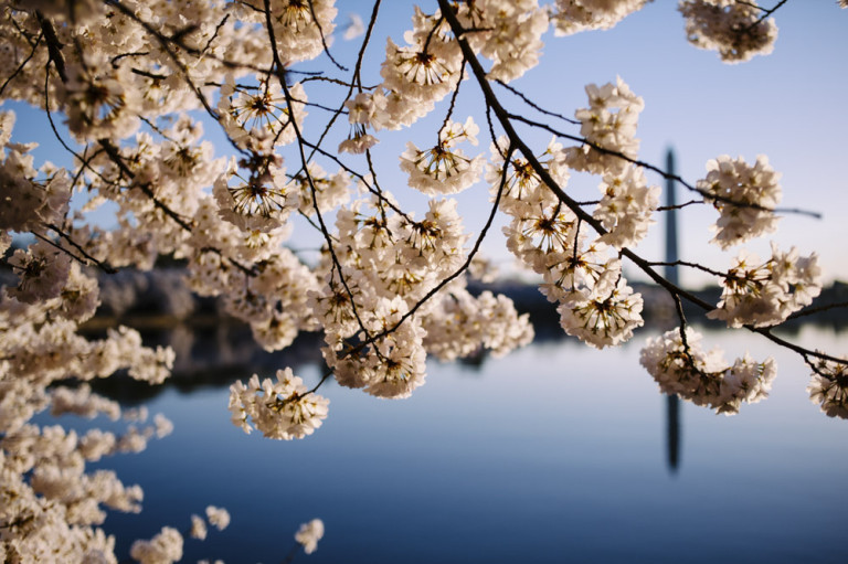 Best Cherry Blossom Experience in Washington DC