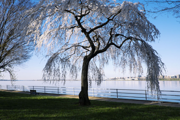 DC like a local: Cherry Blossoms